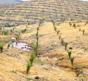 Palm oil land preparation causes most climate damage, research suggests