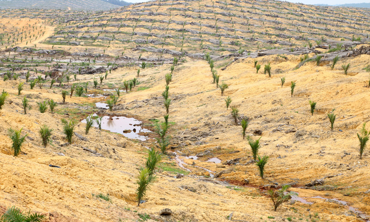 Palm oil land preparation causes most climate damage, research suggests
